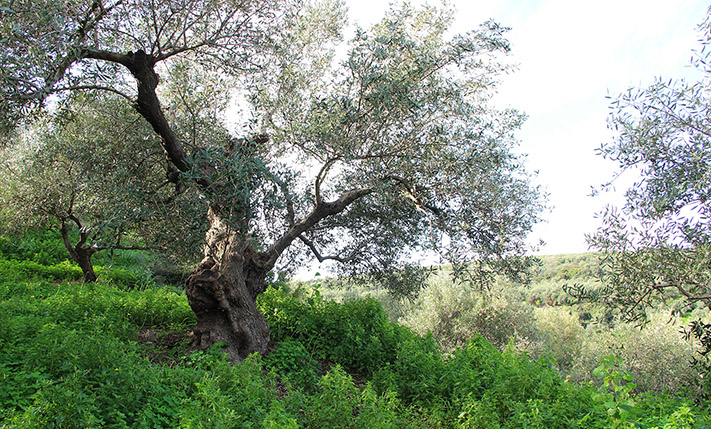 ΑΓΡΟΤΕΜΑΧΙΑ ΜΕ ΠΕΡΙΠΟΥ 50 ΕΛΑΙΟΔΕΝΤΡΑ
