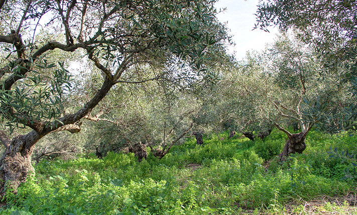 ΑΓΡΟΤΕΜΑΧΙΑ ΜΕ ΠΕΡΙΠΟΥ 50 ΕΛΑΙΟΔΕΝΤΡΑ