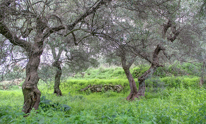 ΕΝΤΟΣ ΣΧΕΔΙΟΥ ΠΟΛΕΩΣ ΣΤΗ ΧΑΛΕΠΑ