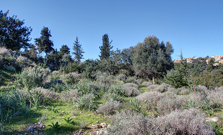 ΜΕΣΑ ΣΕ ΔΑΣΟΣ ΣΕ ΜΟΝΑΔΙΚΗ ΘΕΣΗ
