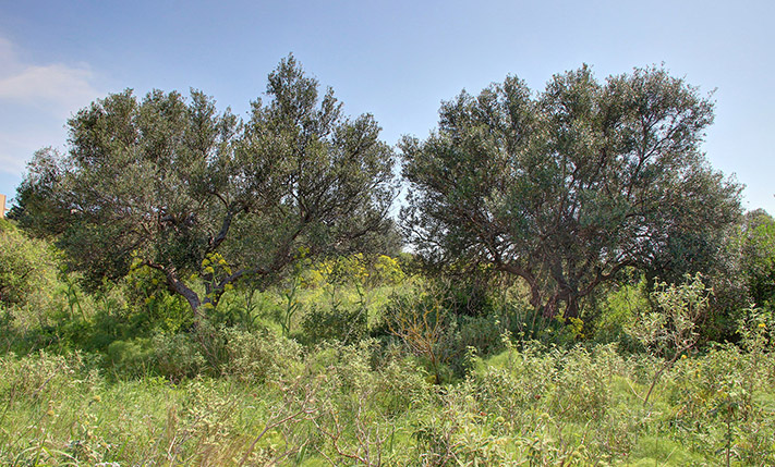 BUILD A COMPLEX OF HOUSES AMIDST NATURE