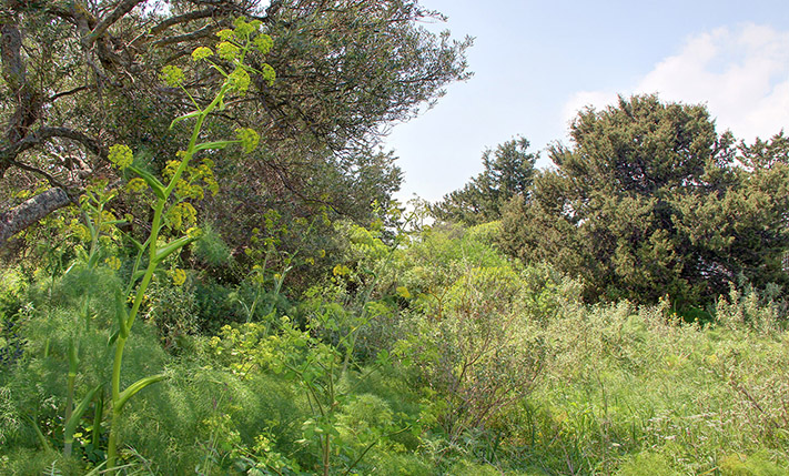 BUILD A COMPLEX OF HOUSES AMIDST NATURE