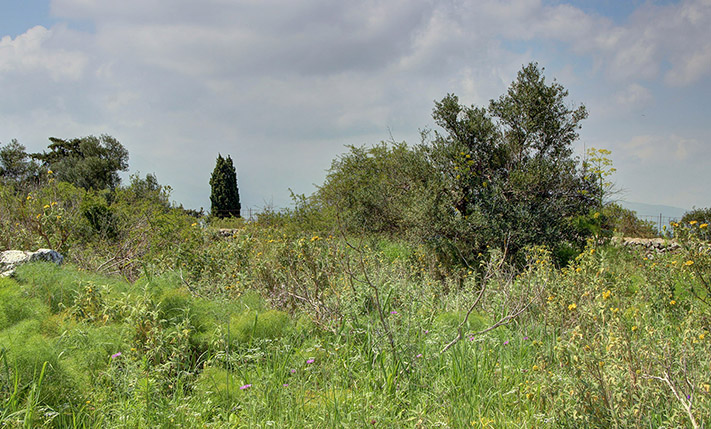 BUILD A COMPLEX OF HOUSES AMIDST NATURE