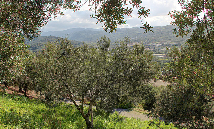 ΠΑΝΟΡΑΜΙΚΗ ΘΕΑ ΣΤΟΝ ΚΑΜΠΟ ΤΟΥ ΤΑΥΡΩΝΙΤΗ