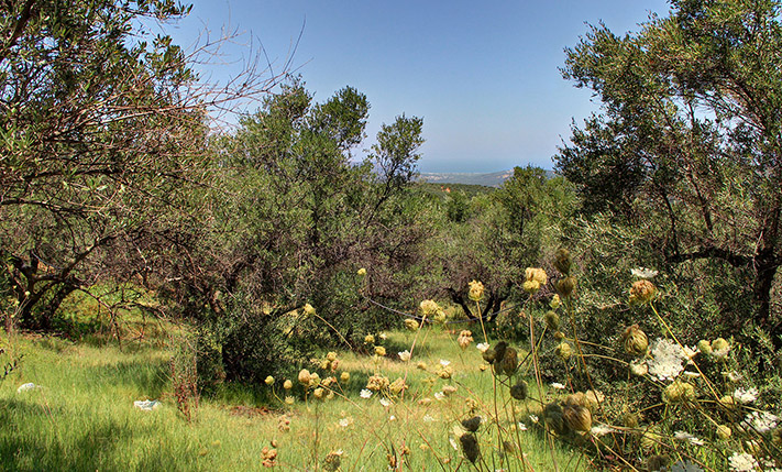 ΔΥΟ ΟΙΚΟΔΟΜΗΣΙΜΑ ΑΓΡΟΤΕΜΑΧΙΑ ΜΕ ΩΡΑΙΑ ΘΕΑ