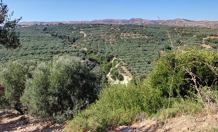 ΕΚΤΑΣΗ ΜΕ ΕΛΙΕΣ ΚΟΝΤΑ ΣΤΗΝ ΚΙΣΣΑΜΟ