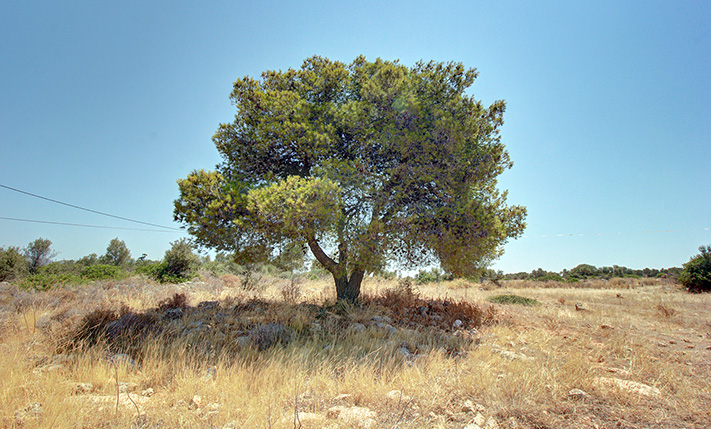 ΧΤΙΣΤΕ ΑΜΕΣΑ ΕΝΑ ΣΥΓΧΡΟΝΟ ΣΥΓΚΡΟΤΗΜΑ