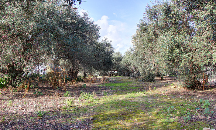 ΕΠΙΠΕΔΟ ΟΙΚΟΠΕΔΟ ΜΕ ΘΕΑ ΣΕ ΒΟΥΝΟ & ΘΑΛΑΣΣΑ