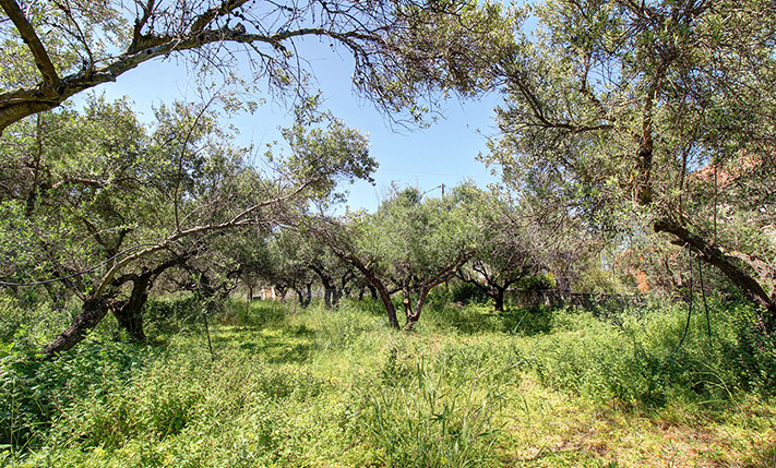 ΚΟΝΤΑ ΣΤΗΝ ΚΙΣΣΑΜΟ ΜΕ ΟΜΟΡΦΗ ΘΕΑ