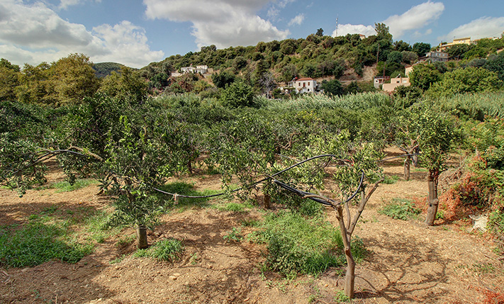 ΓΗ ΜΕ ΠΟΡΤΟΚΑΛΙΕΣ ΚΟΝΤΑ ΣΤΟΝ ΚΟΜΒΟ ΠΛΑΤΑΝΙΑ