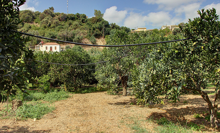 ΓΗ ΜΕ ΠΟΡΤΟΚΑΛΙΕΣ ΚΟΝΤΑ ΣΤΟΝ ΚΟΜΒΟ ΠΛΑΤΑΝΙΑ
