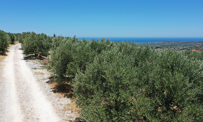 ΕΛΑΙΩΝΑΣ ΣΕ ΠΛΑΓΙΑ ΜΕ ΘΕΑ