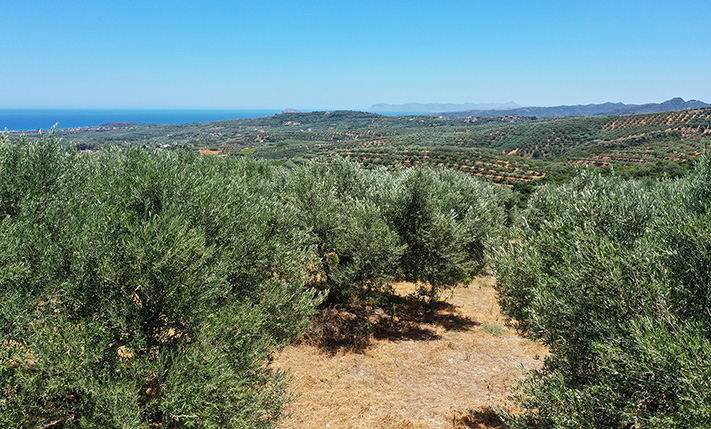 ΕΛΑΙΩΝΑΣ ΣΕ ΠΛΑΓΙΑ ΜΕ ΘΕΑ
