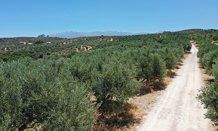 ΕΛΑΙΩΝΑΣ ΣΕ ΠΛΑΓΙΑ ΜΕ ΘΕΑ