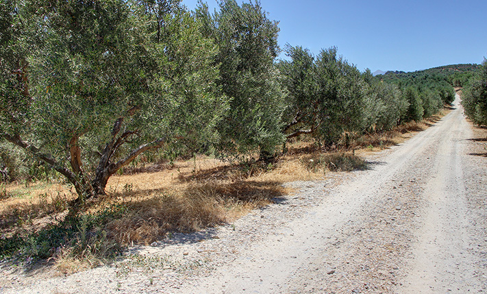 ΕΛΑΙΩΝΑΣ ΣΕ ΠΛΑΓΙΑ ΜΕ ΘΕΑ