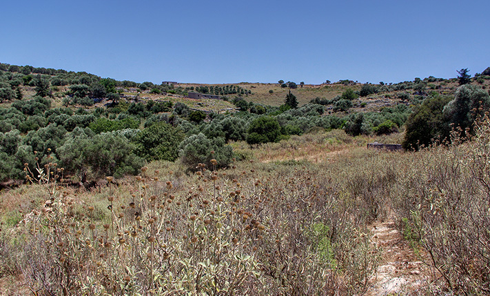 ΑΙΩΝΟΒΙΑ ΕΛΑΙΟΔΕΝΤΡΑ ΣΕ ΕΙΔΥΛΛΙΑΚΗ ΘΕΣΗ