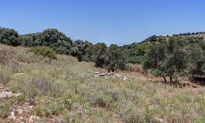 ΑΙΩΝΟΒΙΑ ΕΛΑΙΟΔΕΝΤΡΑ ΣΕ ΕΙΔΥΛΛΙΑΚΗ ΘΕΣΗ