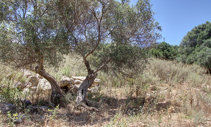 LAND WITH AGED OLIVE TREES IN LUSH LOCATION
