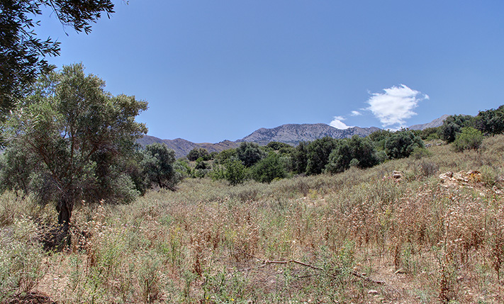 ΑΙΩΝΟΒΙΑ ΕΛΑΙΟΔΕΝΤΡΑ ΣΕ ΕΙΔΥΛΛΙΑΚΗ ΘΕΣΗ