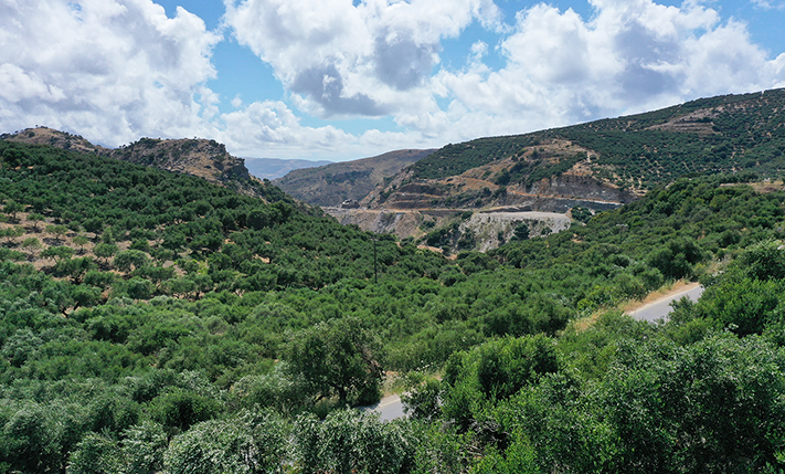 ΕΠΙΠΕΔΗ & ΟΡΘΟΓΩΝΙΑ ΕΚΤΑΣΗ ΜΕ ΕΛΑΙΟΔΕΝΤΡΑ