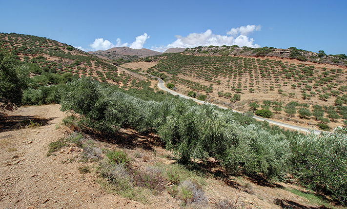ΦΘΗΝΗ ΕΚΤΑΣΗ ΜΕΣΑ ΣΤΟΥΣ ΕΛΑΙΩΝΕΣ