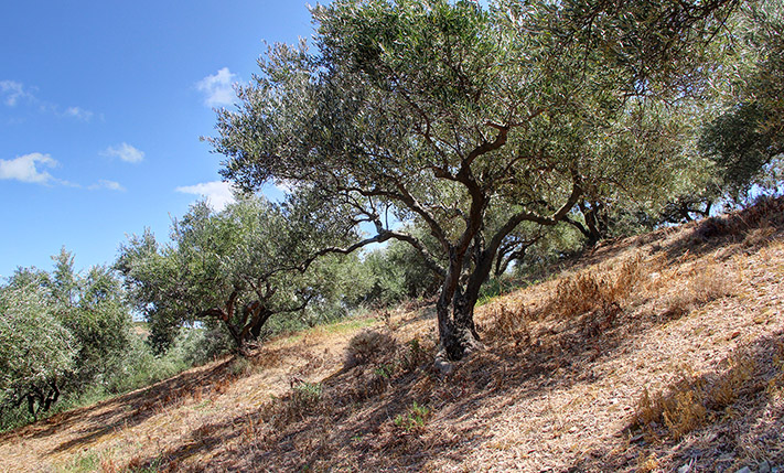 ΦΘΗΝΗ ΕΚΤΑΣΗ ΜΕΣΑ ΣΤΟΥΣ ΕΛΑΙΩΝΕΣ