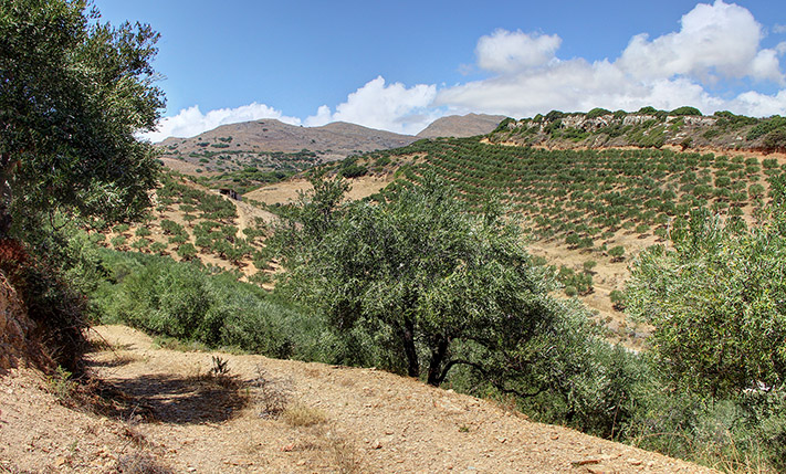 ΦΘΗΝΗ ΕΚΤΑΣΗ ΜΕΣΑ ΣΤΟΥΣ ΕΛΑΙΩΝΕΣ