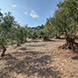 PLS0940 - image 10