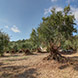 PLS0940 - image 11
