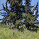 PLS0996 - image 4 PLS0996 - image 4