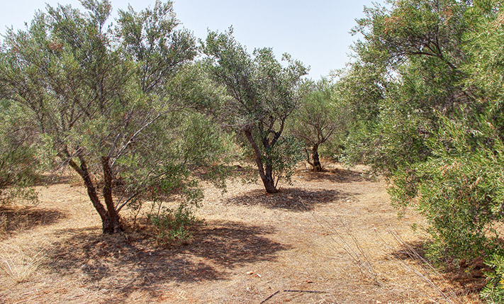 ΟΙΚΟΔΟΜΗΣΙΜΗ ΕΚΤΑΣΗ ΜΕ 200 ΕΛΑΙΟΔΕΝΤΡΑ