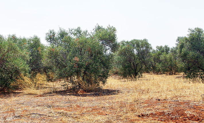 LAND WITH 200 OLIVE TREES NEAR THE AIRPORT