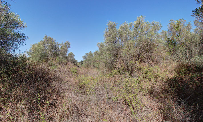 ΑΓΡΟΤΙΚΗ ΓΗ ΚΟΝΤΑ ΣΤΟ ΚΕΝΤΡΟ ΤΟΥ ΒΑΜΟΥ