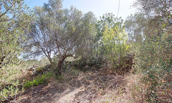 ΑΓΡΟΤΙΚΗ ΓΗ ΚΟΝΤΑ ΣΤΟ ΚΕΝΤΡΟ ΤΟΥ ΒΑΜΟΥ