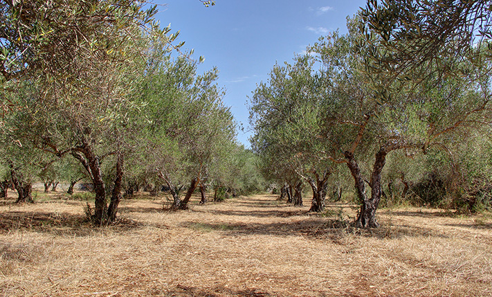 ΜΕΓΑΛΟ ΟΙΚΟΠΕΔΟ ΜΕ ΕΛΙΕΣ ΣΤΟ ΚΕΝΤΡΟ ΤΟΥ ΒΑΜΟΥ