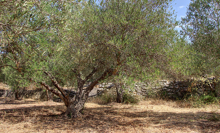 ΜΕΓΑΛΟ ΟΙΚΟΠΕΔΟ ΜΕ ΕΛΙΕΣ ΣΤΟ ΚΕΝΤΡΟ ΤΟΥ ΒΑΜΟΥ