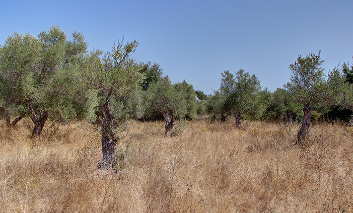 SPACIOUS LAND IN THE VILLAGE CENTRE OF VAMOS