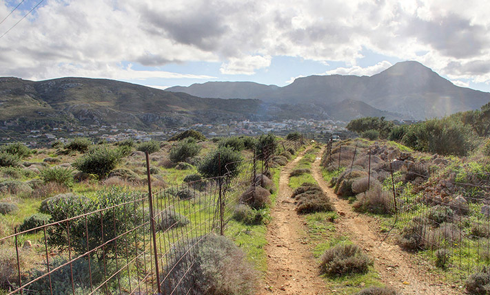 ΕΛΑΙΩΝΑΣ ΜΕ ΘΕΑ ΕΞΩ ΑΠΟ ΤΟΝ ΠΛΑΤΑΝΟ