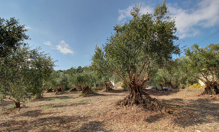 ELEVATED PLOT WITH SEA VIEWS