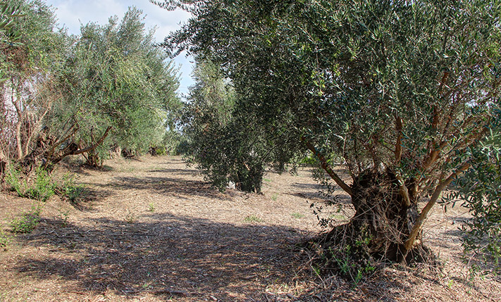 ERHÖHTES GRUNDSTÜCK MIT MEERBLICK