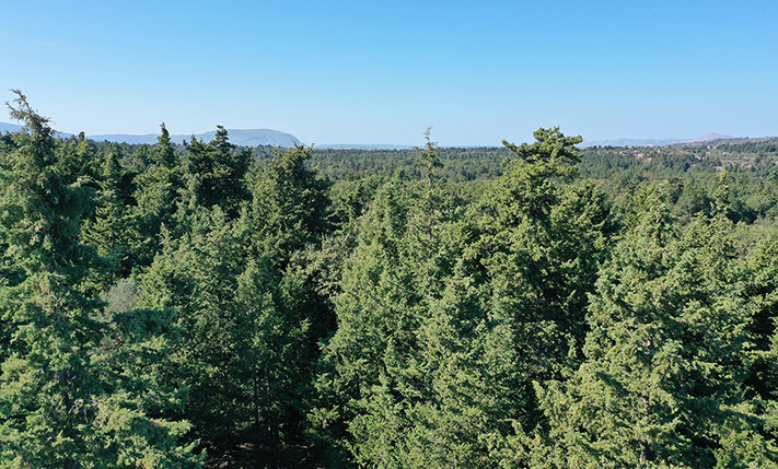 ΕΝΑ ΟΙΚΟΔΟΜΗΣΙΜΟ ΑΛΣΟΣ ΜΕ ΑΜΕΤΡΗΤΑ ΚΥΠΑΡΙΣΣΙΑ