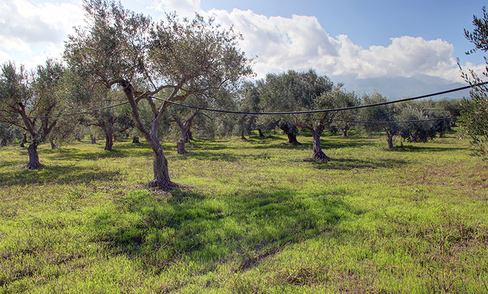 LAND WITH 120 MATURE OLIVE TREES NEAR KALYVES