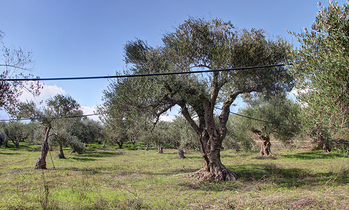 LAND WITH 120 MATURE OLIVE TREES NEAR KALYVES