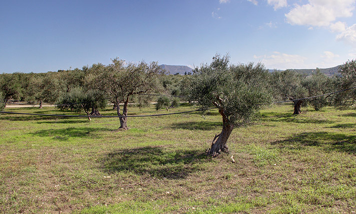 LAND WITH 120 MATURE OLIVE TREES NEAR KALYVES
