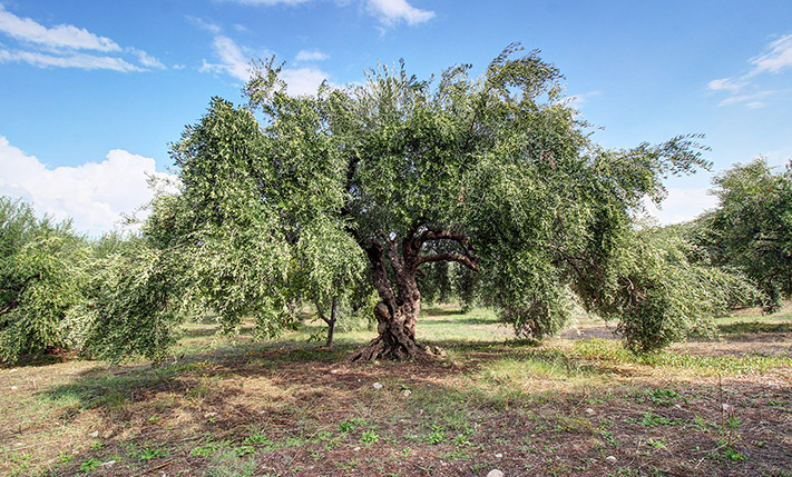 ΧΤΙΣΤΕ ΜΙΑ ΠΟΛΥΤΕΛΗ ΚΑΤΟΙΚΙΑ ΜΕ ΜΟΝΑΔΙΚΗ ΘΕΑ