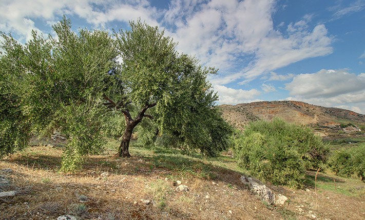 BUILD A LUXURIOUS HOUSE WITH STUNNING VIEWS