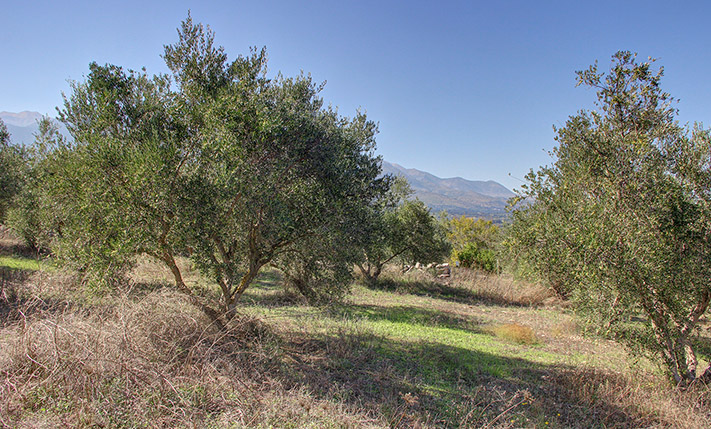 WELL SHAPED & PERFECTLY SLOPED, NEAR VRYSES