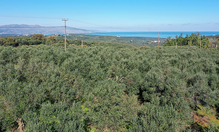 OLIVE GROVE WITH IMPRESSIVE VIEWS AMIDST NATURE