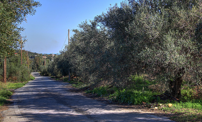 OLIVE GROVE WITH IMPRESSIVE VIEWS AMIDST NATURE