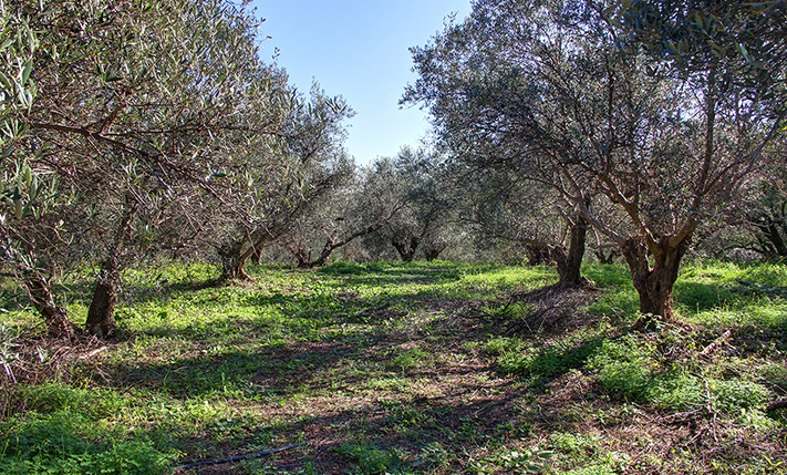 OLIVE GROVE WITH IMPRESSIVE VIEWS AMIDST NATURE